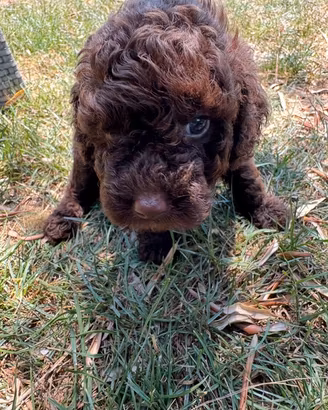 Cucciolo di barboncino
