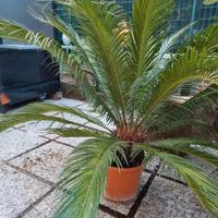 cycas