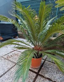cycas