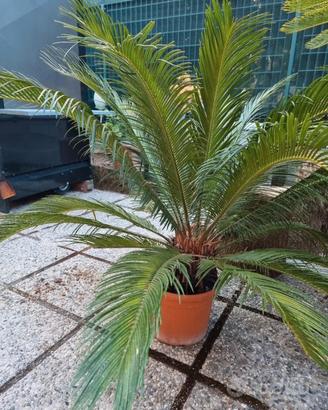 cycas