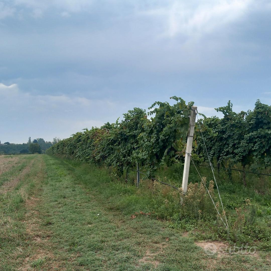 TERRENO AGRICOLO CON VIGNETO - Vista 2