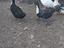 Immagine 4