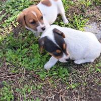 Cuccioli Jack Russel femmine