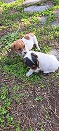 Cuccioli Jack Russel femmine