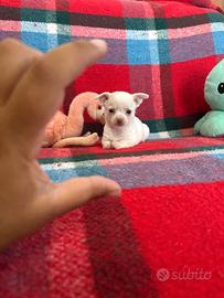 Chihuahua mini toy
