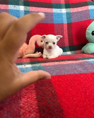 Chihuahua mini toy