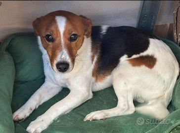Jack Russell