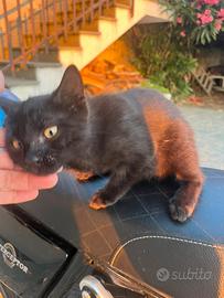 Gattini in adozione