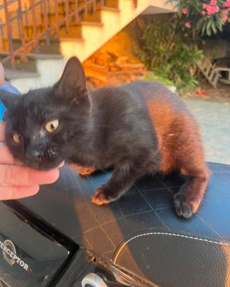Gattini in adozione
