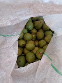 mallo per la realizzazione del nocino 