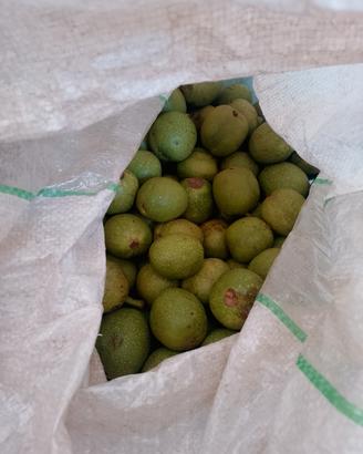 mallo per la realizzazione del nocino 