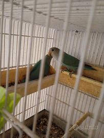 Giovanni inseparabili