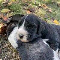 Cuccioli di Spino degli Iblei