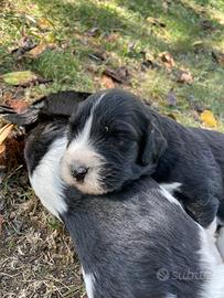 Cuccioli di Spino degli Iblei