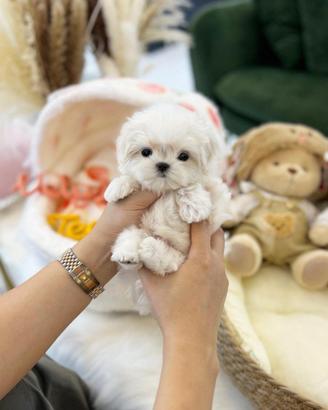 Maltese toy