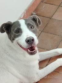 Pitbull femmina