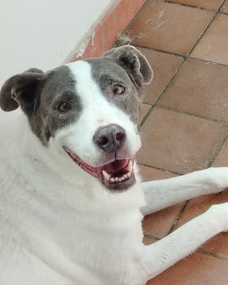 Pitbull femmina