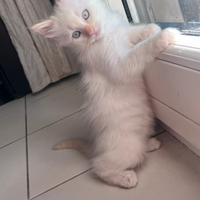 Cuccioli ragdoll SENZA PEDIGREE