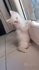 Cuccioli ragdoll SENZA PEDIGREE