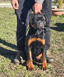 Rottweiler cuccioli
