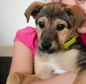 Cagnolina meticcia