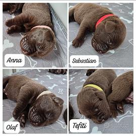 Cuccioli Labrador retriever