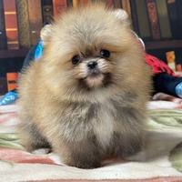 Cuccioli di Pomerania Spitz nano