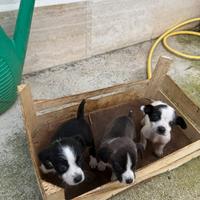 Cuccioli di segugio/jack russel caccia coniglio