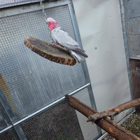 Papagali rosi capila