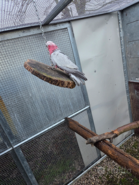 Papagali rosi capila