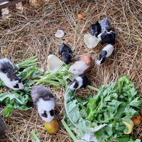 Porcellino d'india Gonnesa