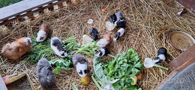 Porcellino d'india Gonnesa