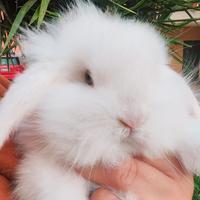 Coniglietti ariete nano