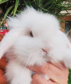 Coniglietti ariete nano