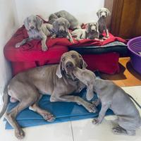 Weimaraner cuccioli