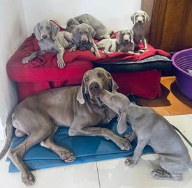 Weimaraner cuccioli