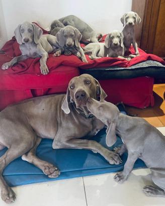 Weimaraner cuccioli