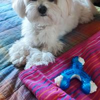 Maltese Kory principe di bellezza di 2 anni