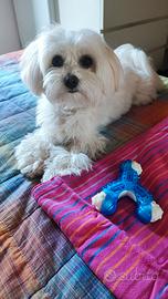 Maltese Kory principe di bellezza di 2 anni