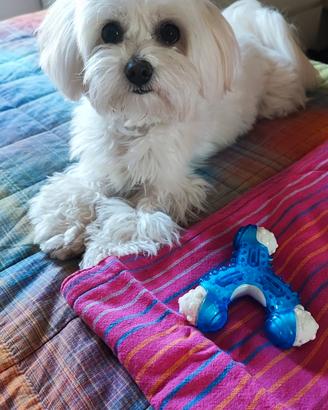 Maltese Kory principe di bellezza di 2 anni