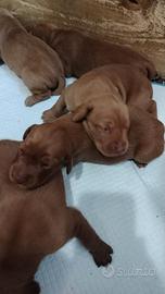 Cuccioli di bracco ungherese Visla con pedigree