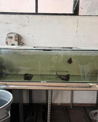 Acquario 500 litri