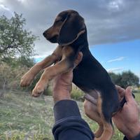 Cani da caccia beagle/segugio
