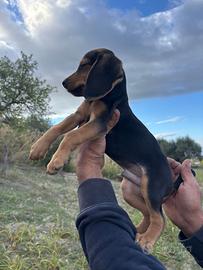Cani da caccia beagle/segugio