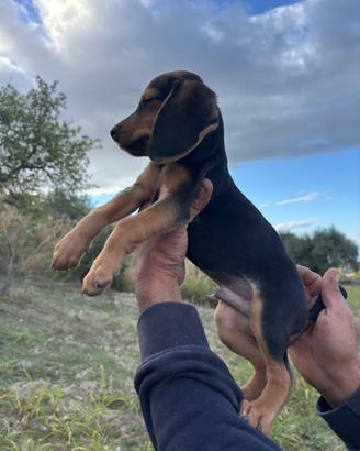 Cani da caccia beagle/segugio