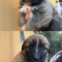 Cuccioli incrocio Pastore Tedesco / Maremmano