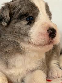 Cuccioli Border Collie con pedigree Enci