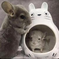 Cincilla' cucciola beige