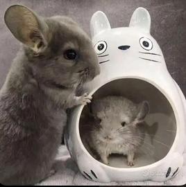 Cincilla' cucciola beige