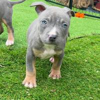American pitbull terrier ukc selezionati